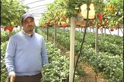 برنامج مواسم الخير - زراعة الفراولة ... طرق وأساليب زراعة الفراولة