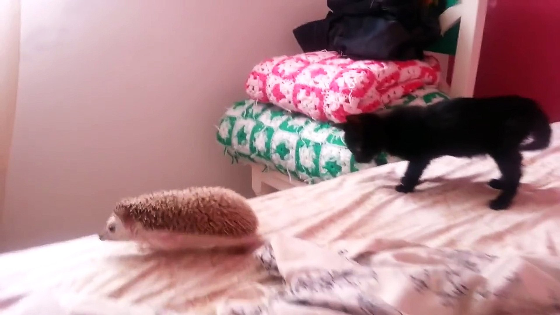 Kitten meets Hedgehog