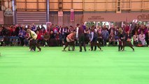 Boxer Best of Breed - Crufts 2013