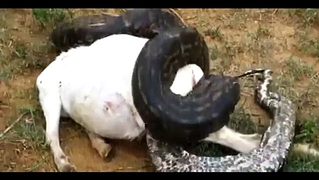 Monitor Lizard Attack | Animal Planet 2015 | Wildlife Documentary | National Geographic Animals