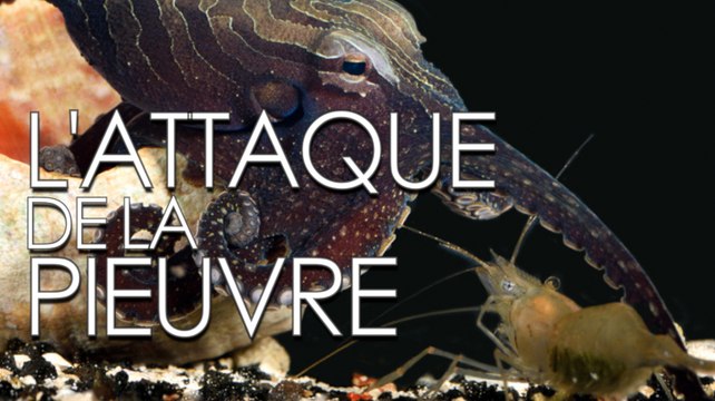 L’attaque foudroyante de la pieuvre Octopus chierchiae
