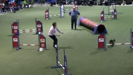 Dog Race Competition # Part - II