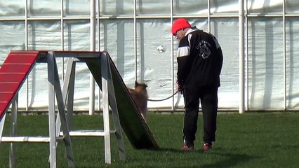 Dog Race Competition # Part - IV