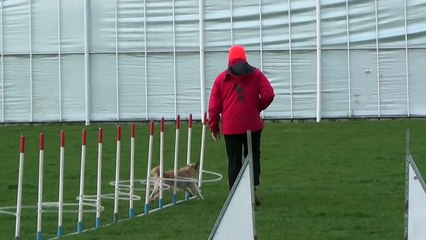 Dog Race Competition # Part - V