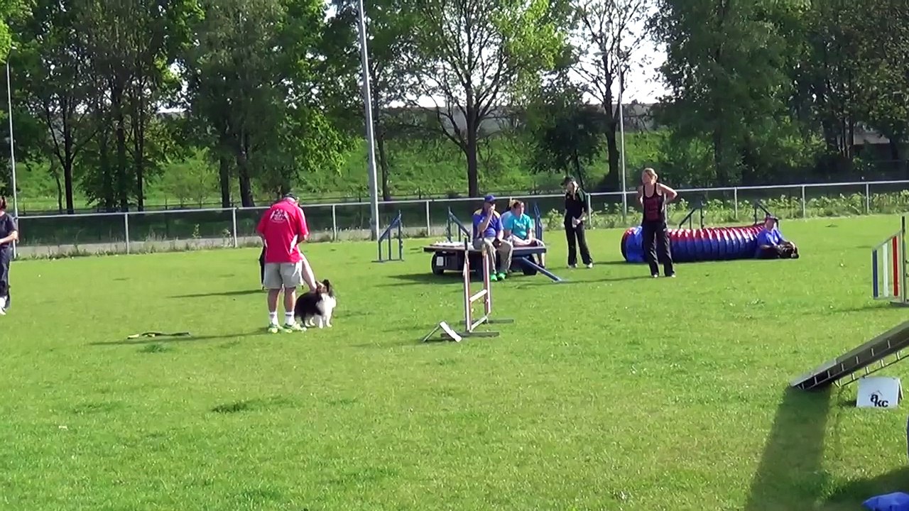 Dog Race Competition # Part - VIII