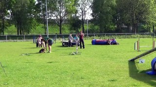 Dog Race Competition # Part - X
