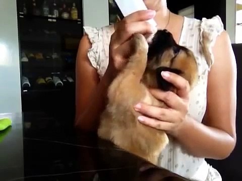 Bottle feeding 1 month old puppy