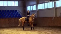 Akhal-teke stallion Gaiduvsyz - dressage training