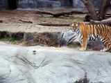 Detroit Zoo Tiger's Eye a Seeing Eye Dog