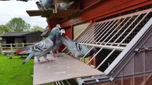 Racing Pigeons, young birds 2015