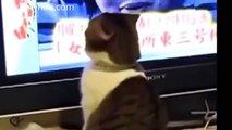 Funny Cat Videos   Cat surprised   Best Funny Cats Videos 2015.mp4