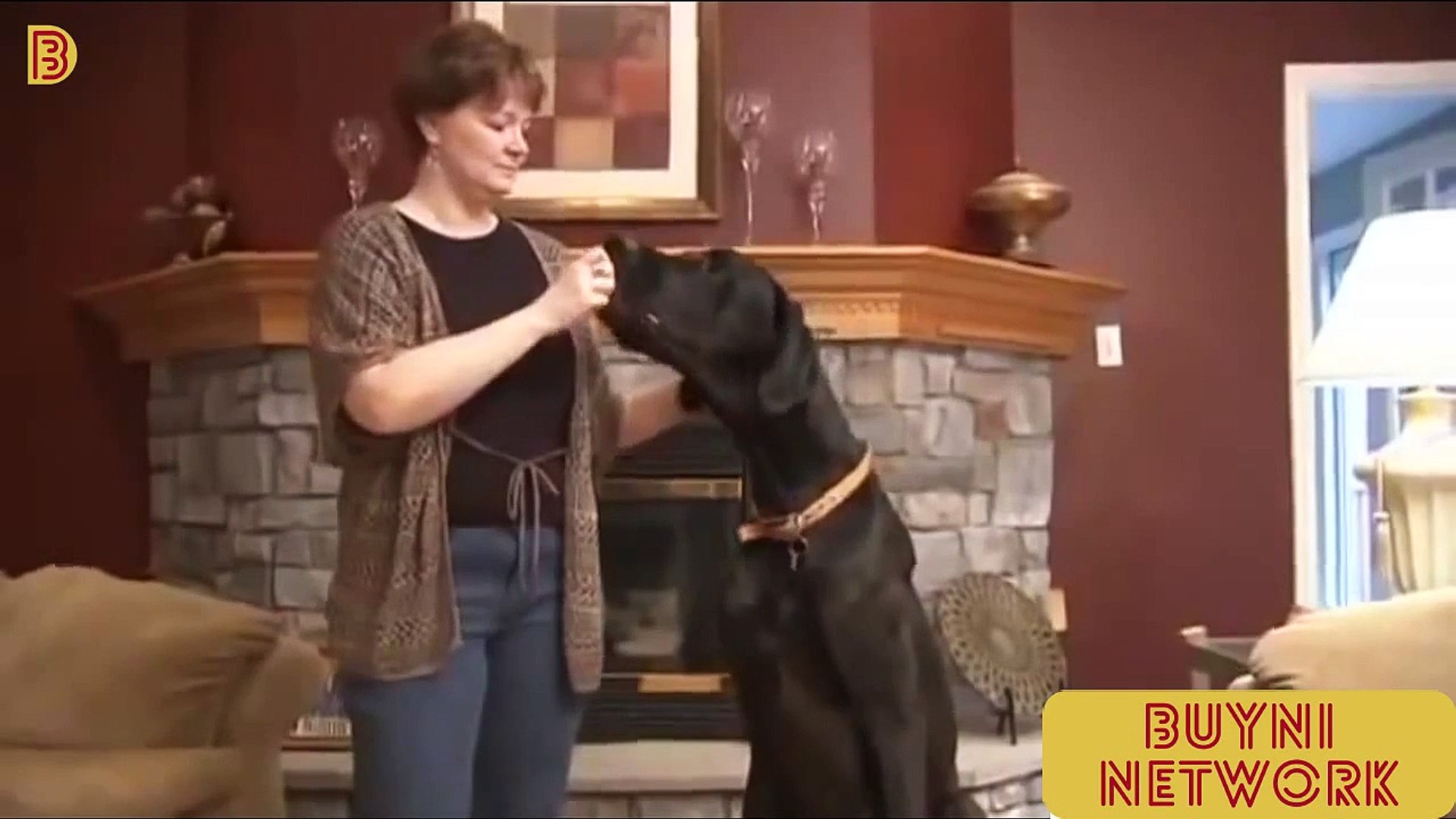 The Biggest Dog In The World / Dog Zeus / German Dog