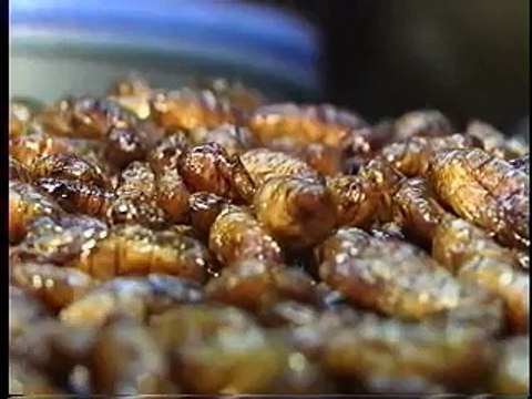 Most Amazing Thailand Eating Bugs Creepy Strange Weird Bizarre Food on the Streets