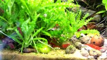 Aquarium eau douce crevettes red cherry . Red cherry shrimp