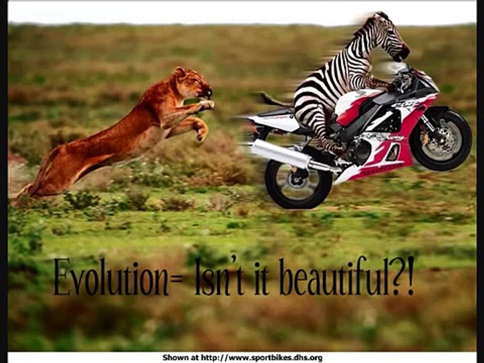 Animals Gone Wild 2, Sandstorm