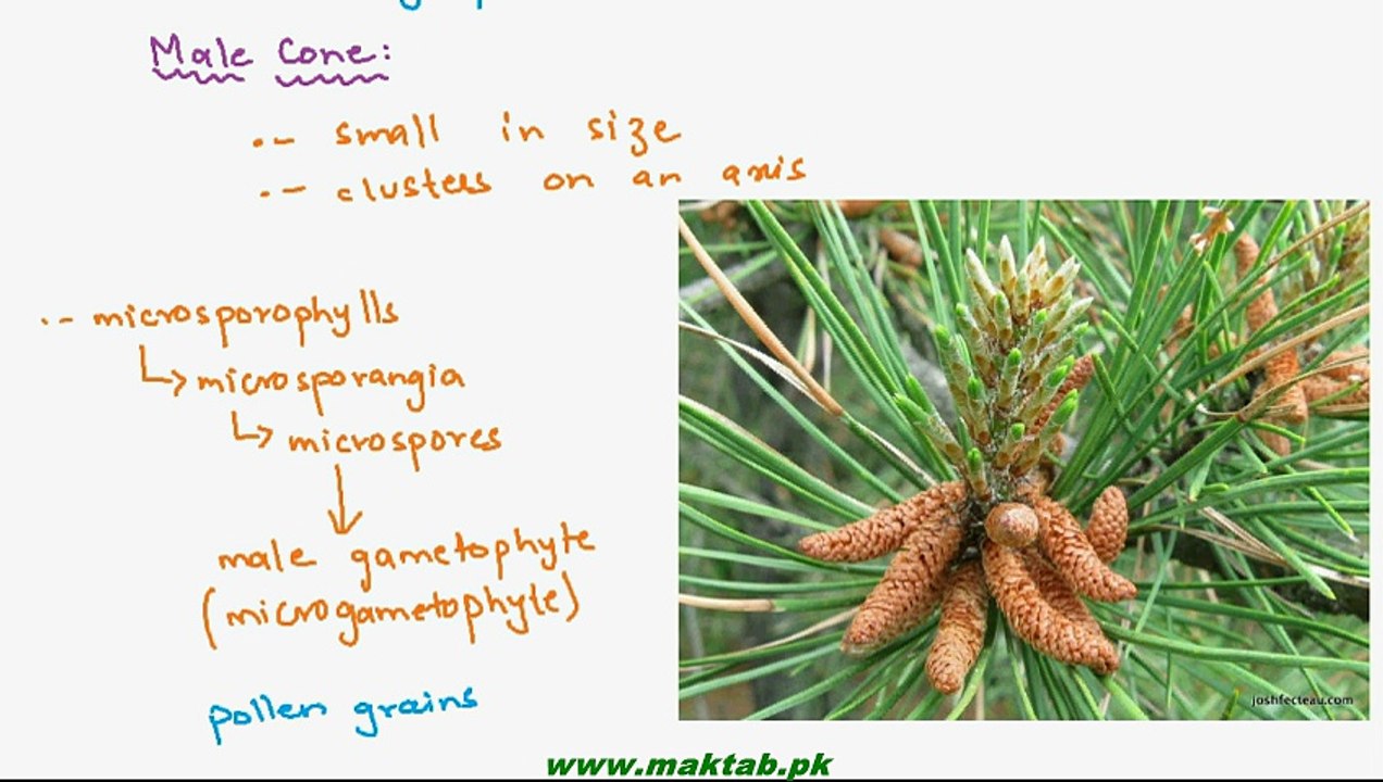 FSc Biology Book1, CH 9, LEC 14; Class Gymnospermae and Life Cycle of Pinus