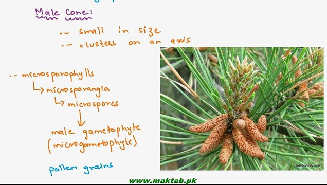 FSc Biology Book1, CH 9, LEC 14; Class Gymnospermae and Life Cycle of Pinus
