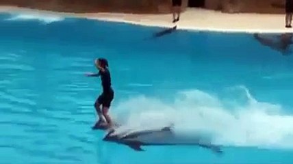 Amazing!! Watch how intelligent a DOLPHIN can be?