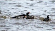 Surf Scoters (Macreuse à front blanc) courting in Shediac Bay, New Brunswick - 30 April 2014