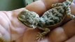 Spike the baby bearded dragon eating a mealworm