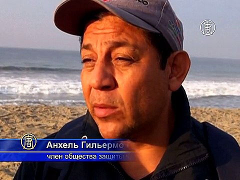 Оливковые черепахи - под угрозой из-за браконьерства