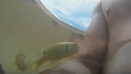 Peixe salta fora da água e morde mamilo de homem