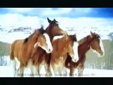 Pferde im Schnee -Budweiser-