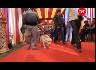 A Marriage of Two Dogs in India