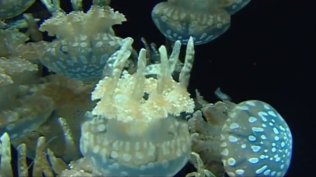 Plongée à 4000m de profondeur dans les Abysses