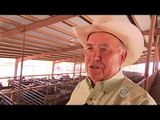 Drought destroying Texas ranchers' livelihood