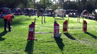 Dog Race Competition # Part - XIX