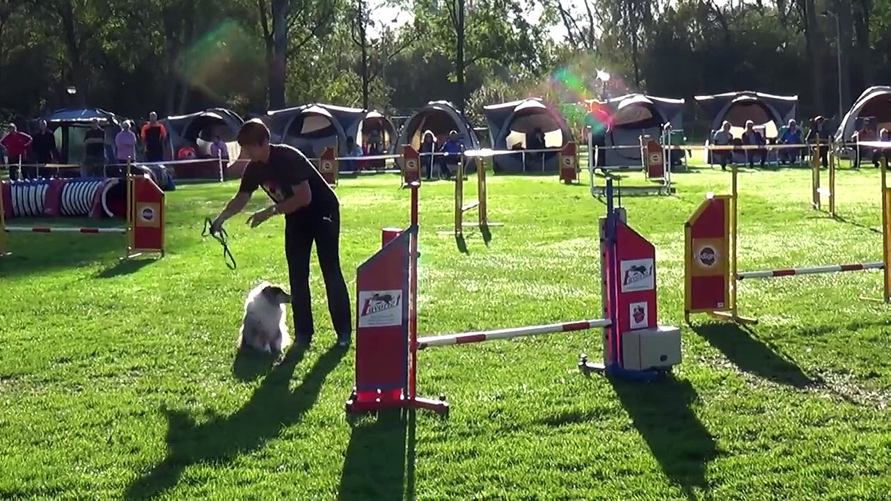Dog Race Competition # Part - XXIII
