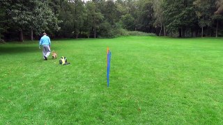Dog Race Competition # Part - XVI