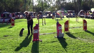 Dog Race Competition # Part - XXIV
