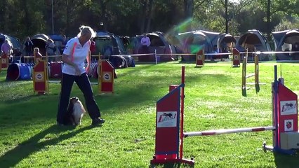 Dog Race Competition # Part - XVIII