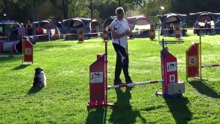 Dog Race Competition # Part - XXVI