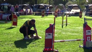 Dog Race Competition # Part - XXVIII