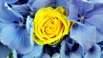 Yellow Summer Colour Theme for Wedding: Wedding Flowers and Bridal Bouquets