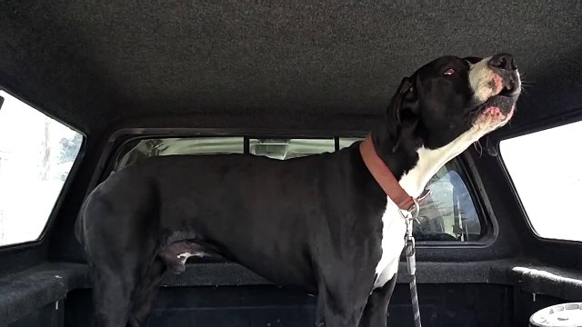 Montezuma Pt 1-2yr old Male Great Dane Rescued-LA,CA
