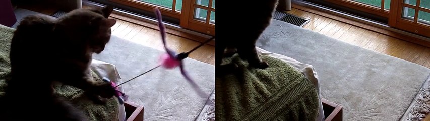 add 'em cats; there are two!