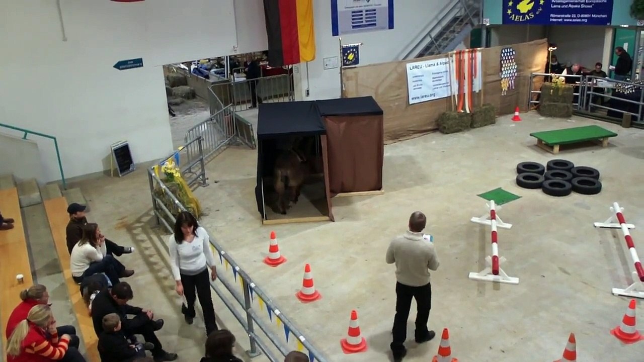 Lama Alpaka Freunde Steiermark - Södingtal-Lamas Florian Weger