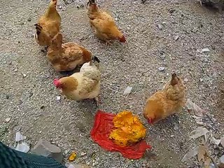 Chickens feasting on a ripe papaya