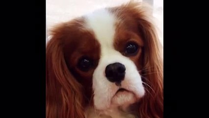 Major The Talking Dog - Winner Winner Chicken Dinner