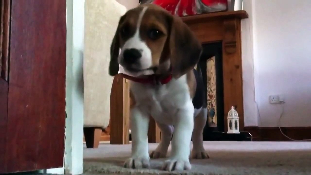 Beagle puppy howling and playing
