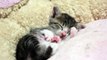 爆睡する子猫 - Deep Sleep Kitten -