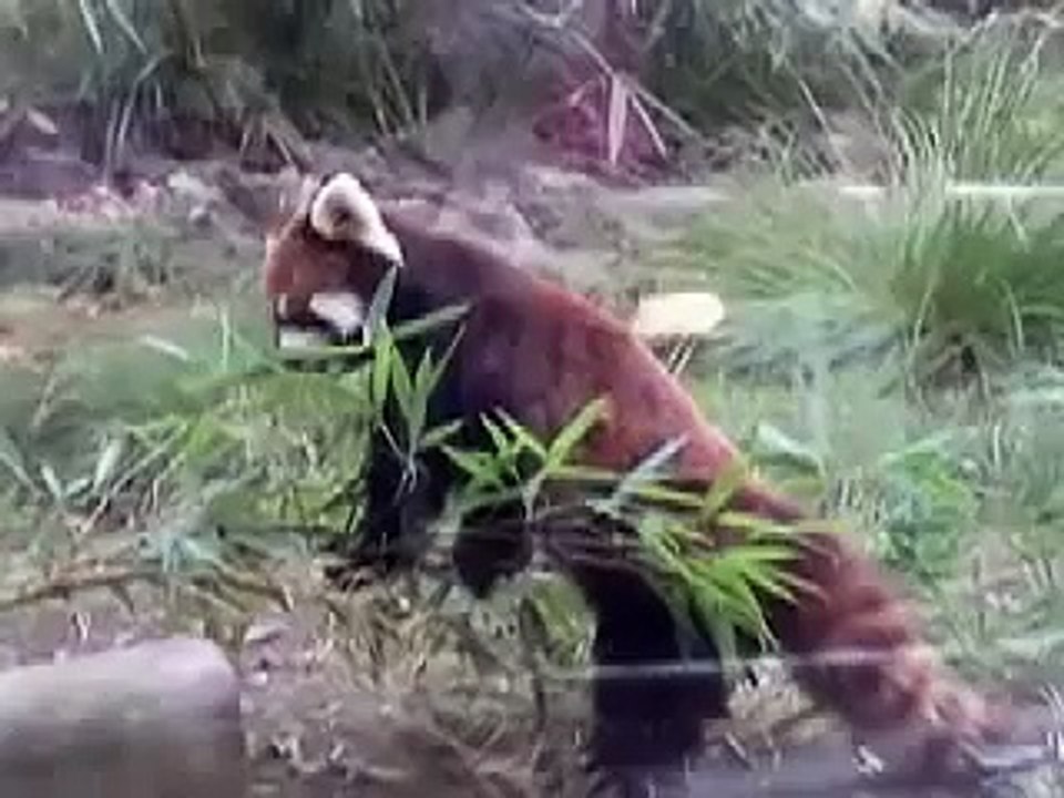 Ueno Zoo