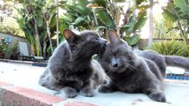 The cutest cats in the world - Muffin & Mousey (available in HD1080 - by Eldad Hagar)
