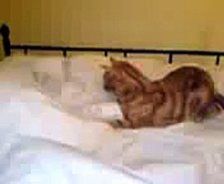 OUCH - Mad cat attacks wife's feet