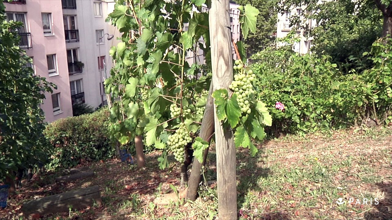 La Butte Bergeyre, des vignes méconnues en plein Paris