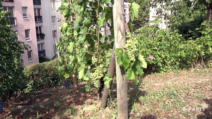 La Butte Bergeyre, des vignes méconnues en plein Paris